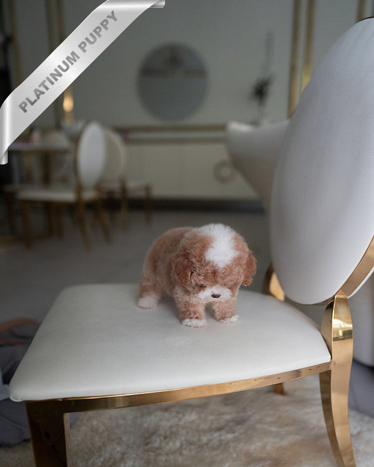 TOBY - MALE (RESERVED by KIM) - ROLLY TEACUP PUPPIES - TEACUP PUPPY FOR SALE