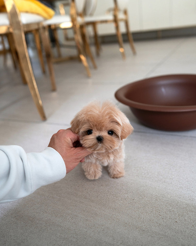 JESSICA - FEMALE - ROLLY TEACUP PUPPIES - TEACUP PUPPY FOR SALE
