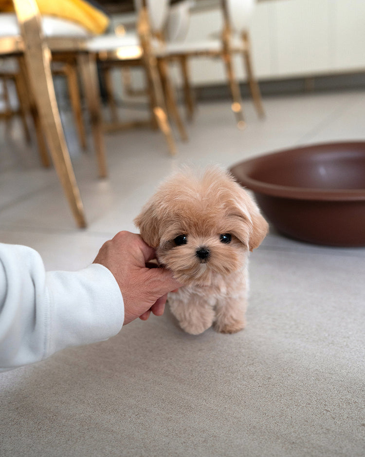 JESSICA - FEMALE - ROLLY TEACUP PUPPIES - TEACUP PUPPY FOR SALE