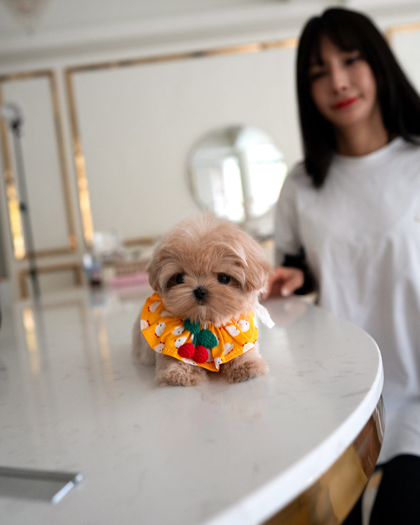 JESSICA - FEMALE - ROLLY TEACUP PUPPIES - TEACUP PUPPY FOR SALE