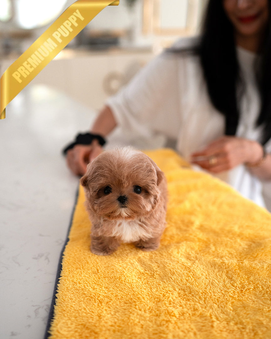 GIGI - FEMALE - ROLLY TEACUP PUPPIES - TEACUP PUPPY FOR SALE
