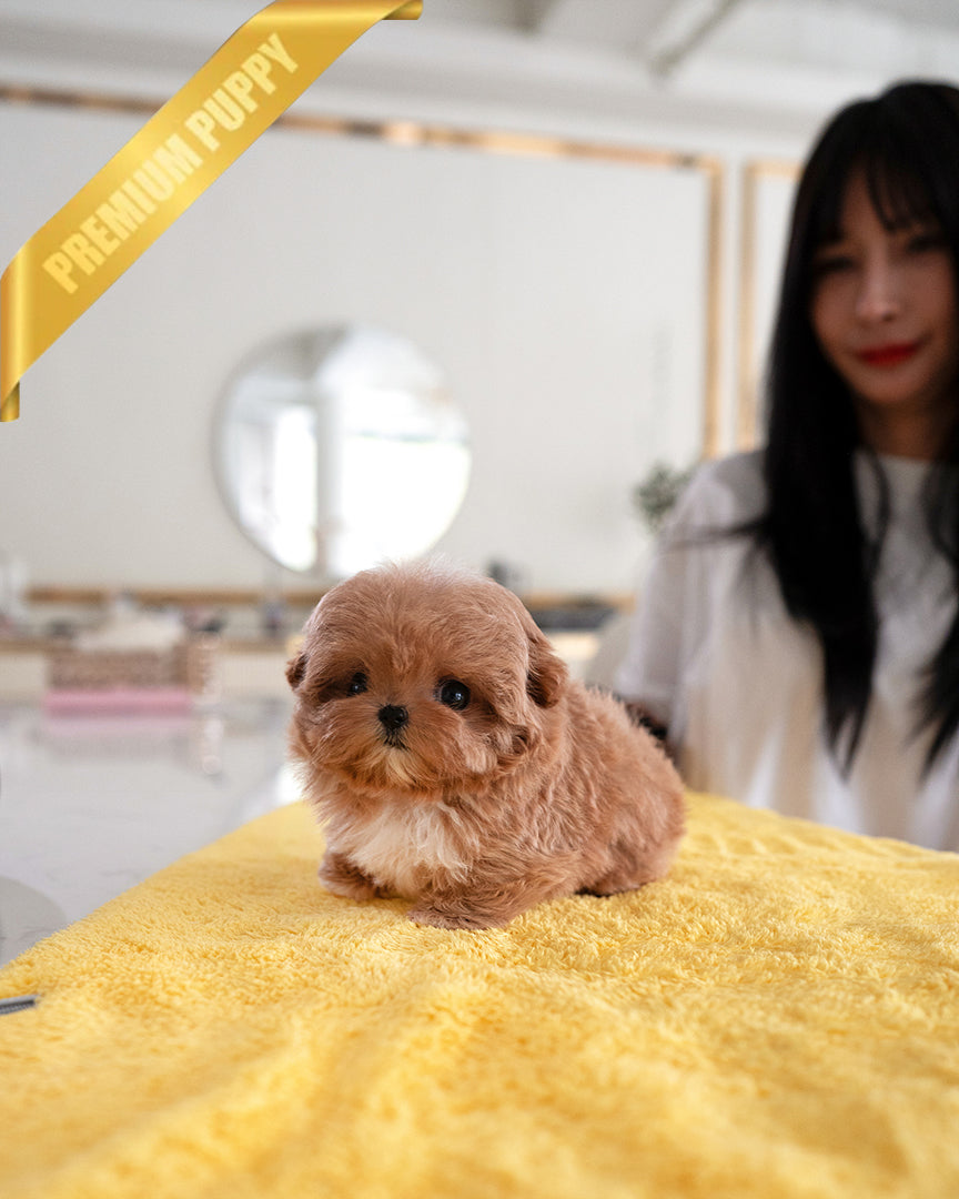 GIGI - FEMALE - ROLLY TEACUP PUPPIES - TEACUP PUPPY FOR SALE