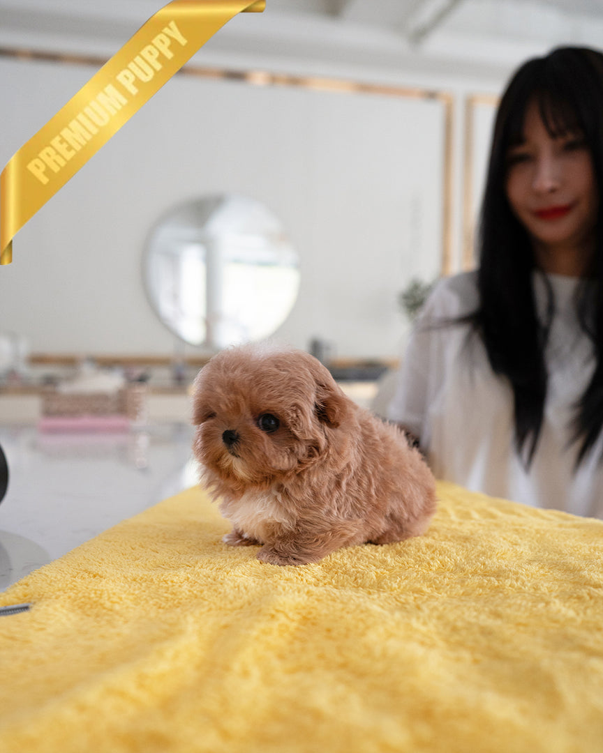 GIGI - FEMALE - ROLLY TEACUP PUPPIES - TEACUP PUPPY FOR SALE