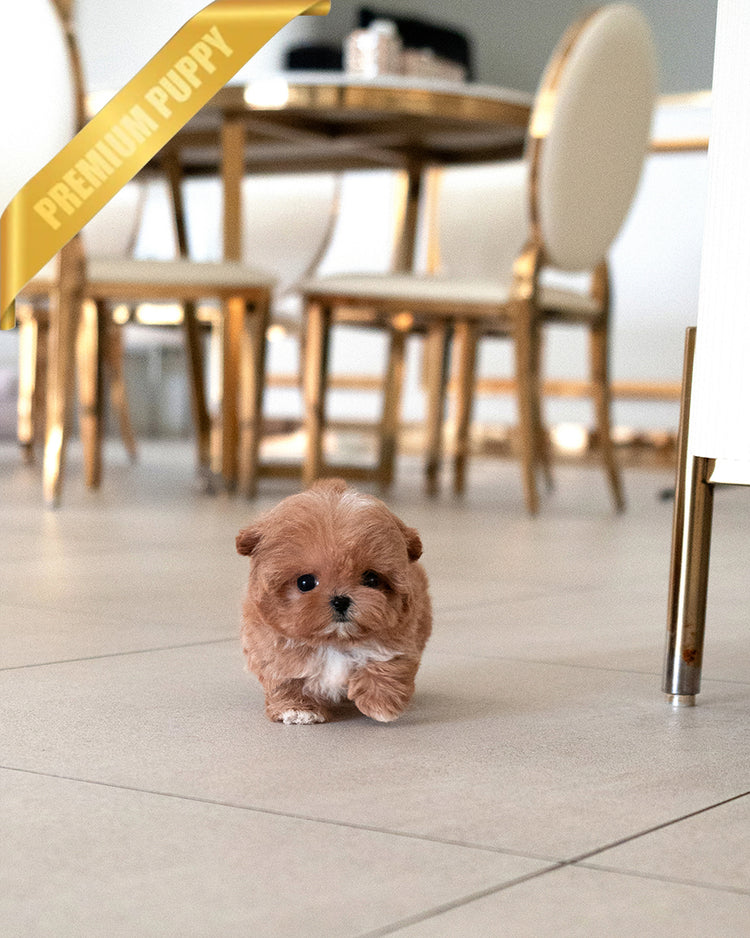 GIGI - FEMALE - ROLLY TEACUP PUPPIES - TEACUP PUPPY FOR SALE