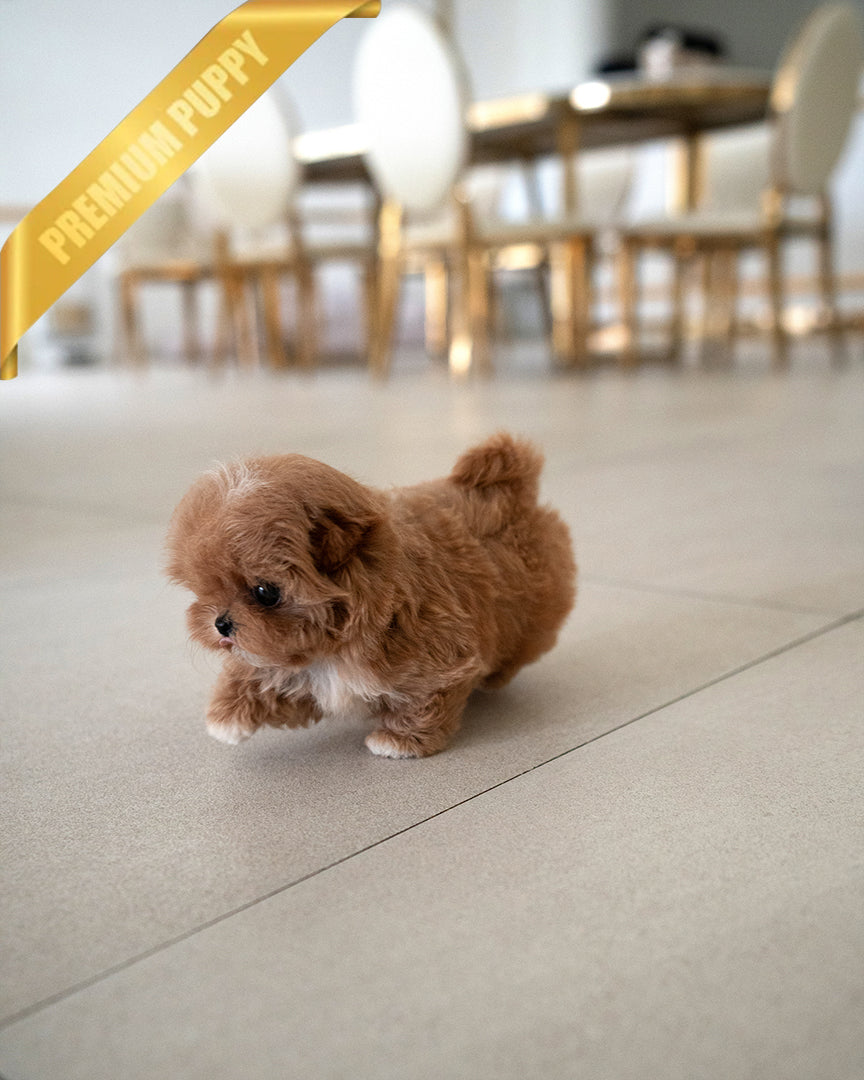 GIGI - FEMALE - ROLLY TEACUP PUPPIES - TEACUP PUPPY FOR SALE