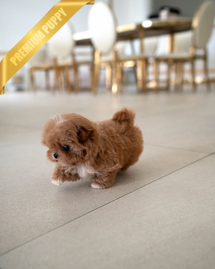 GIGI - FEMALE - ROLLY TEACUP PUPPIES - TEACUP PUPPY FOR SALE