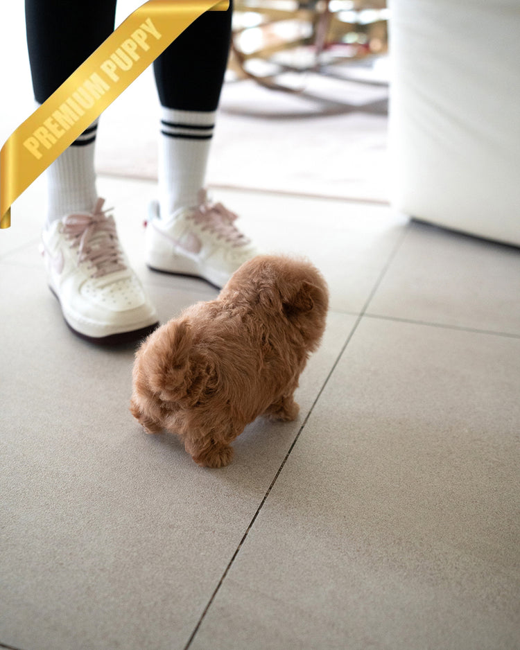 GIGI - FEMALE - ROLLY TEACUP PUPPIES - TEACUP PUPPY FOR SALE