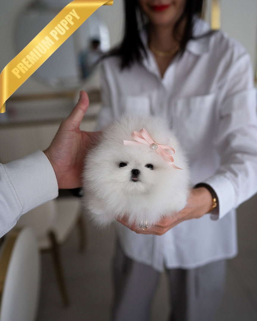 DIANA - FEMALE - ROLLY TEACUP PUPPIES - TEACUP PUPPY FOR SALE