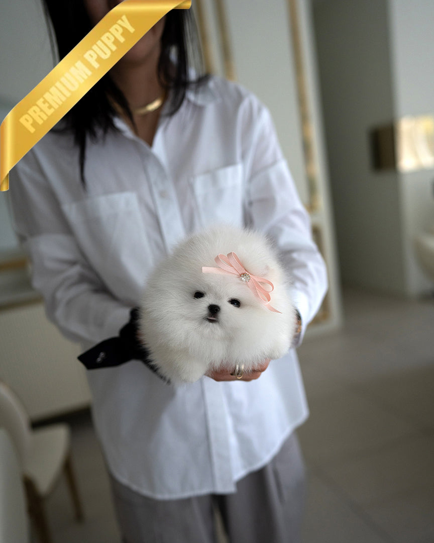 DIANA - FEMALE - ROLLY TEACUP PUPPIES - TEACUP PUPPY FOR SALE