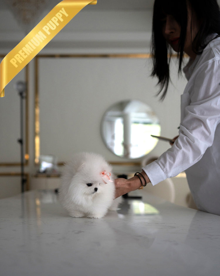 DIANA - FEMALE - ROLLY TEACUP PUPPIES - TEACUP PUPPY FOR SALE