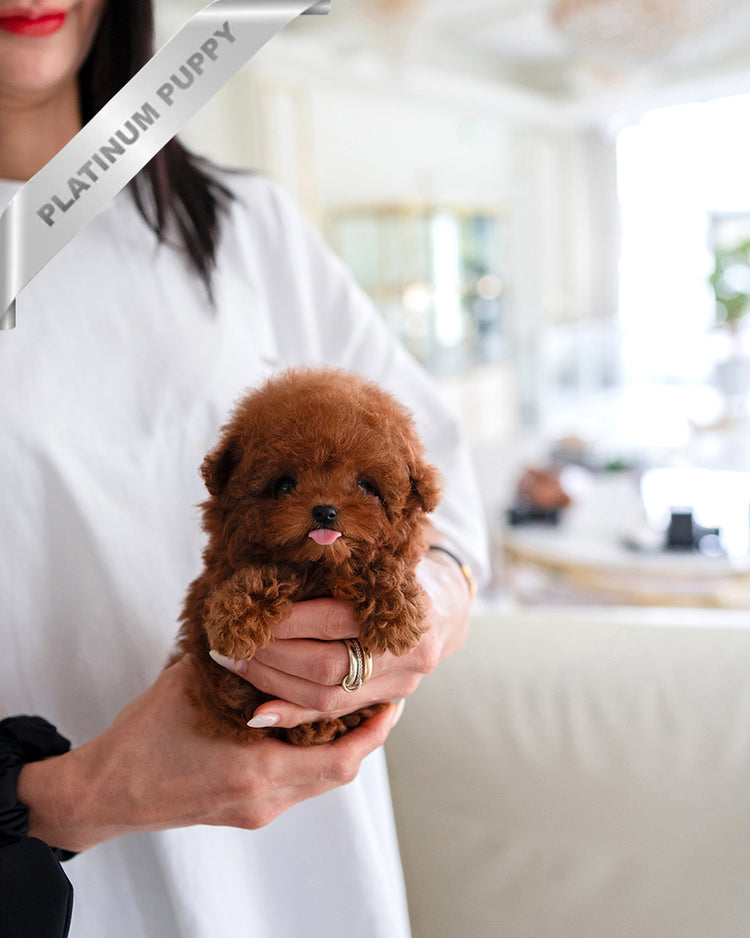 AGATHA - FEMALE - ROLLY TEACUP PUPPIES - TEACUP PUPPY FOR SALE