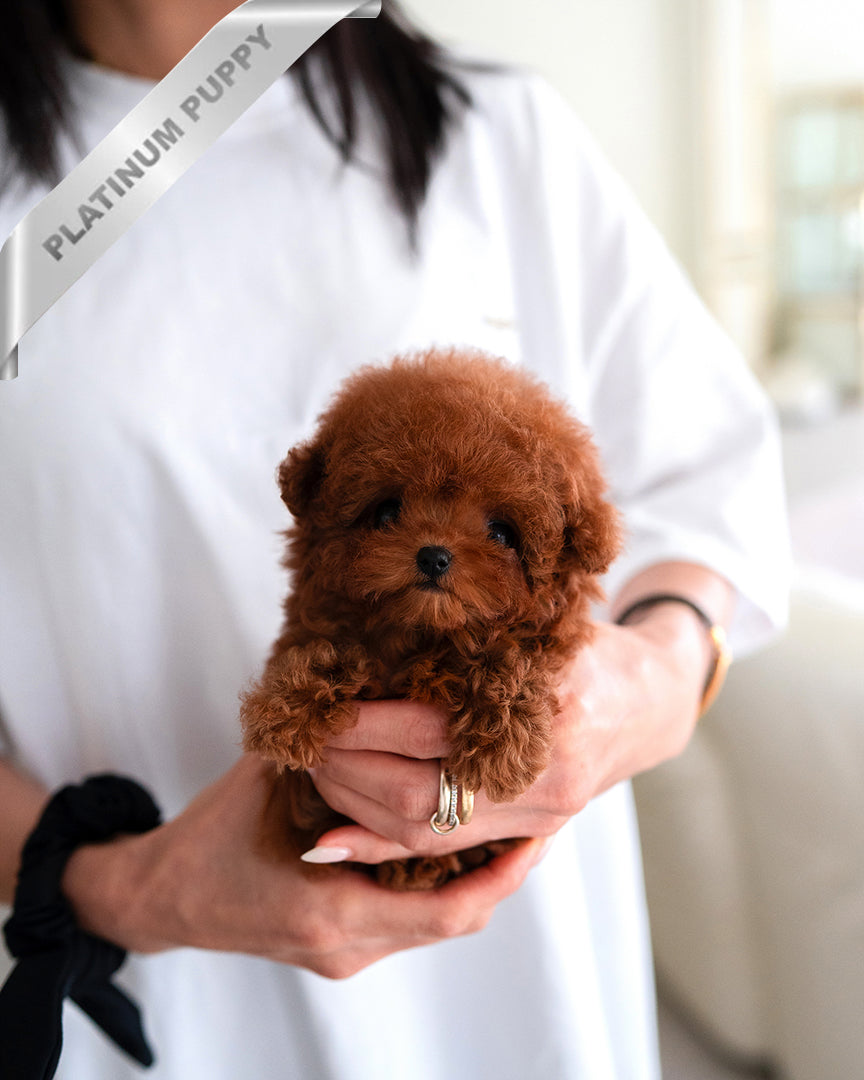 AGATHA - FEMALE - ROLLY TEACUP PUPPIES - TEACUP PUPPY FOR SALE