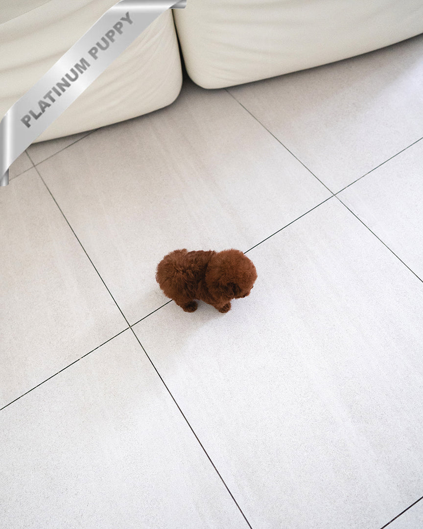 AGATHA - FEMALE - ROLLY TEACUP PUPPIES - TEACUP PUPPY FOR SALE