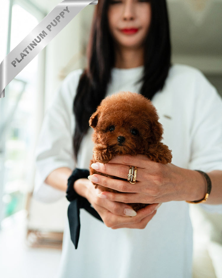 AGATHA - FEMALE - ROLLY TEACUP PUPPIES - TEACUP PUPPY FOR SALE