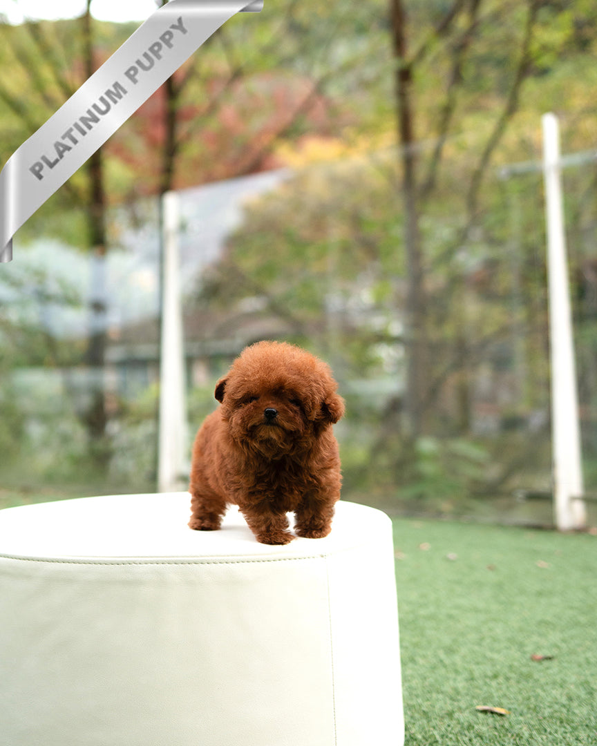 AGATHA - FEMALE - ROLLY TEACUP PUPPIES - TEACUP PUPPY FOR SALE