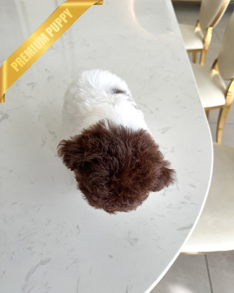 NUTELLA - MALE - ROLLY TEACUP PUPPIES - TEACUP PUPPY FOR SALE