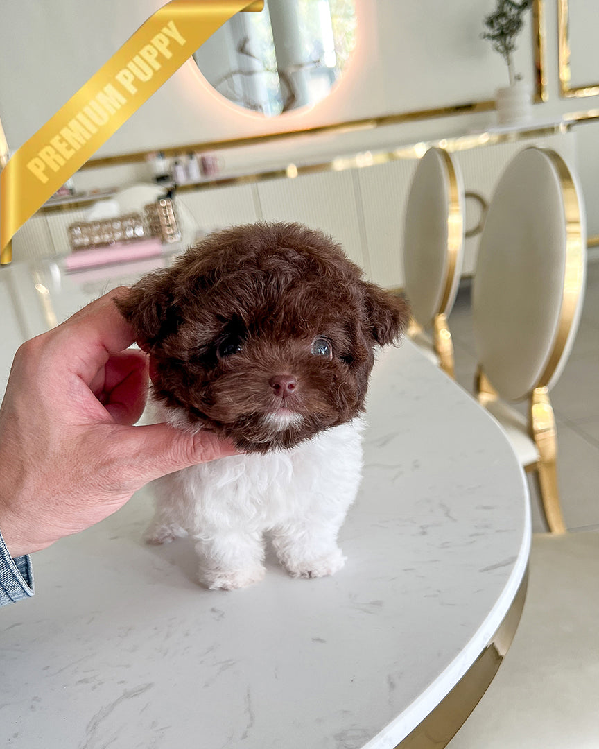 NUTELLA - MALE - ROLLY TEACUP PUPPIES - TEACUP PUPPY FOR SALE