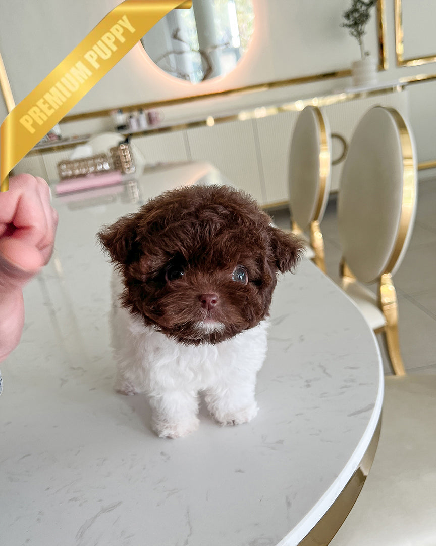 NUTELLA - MALE - ROLLY TEACUP PUPPIES - TEACUP PUPPY FOR SALE