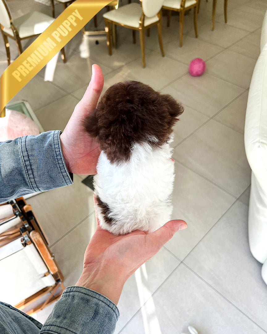 NUTELLA - MALE - ROLLY TEACUP PUPPIES - TEACUP PUPPY FOR SALE