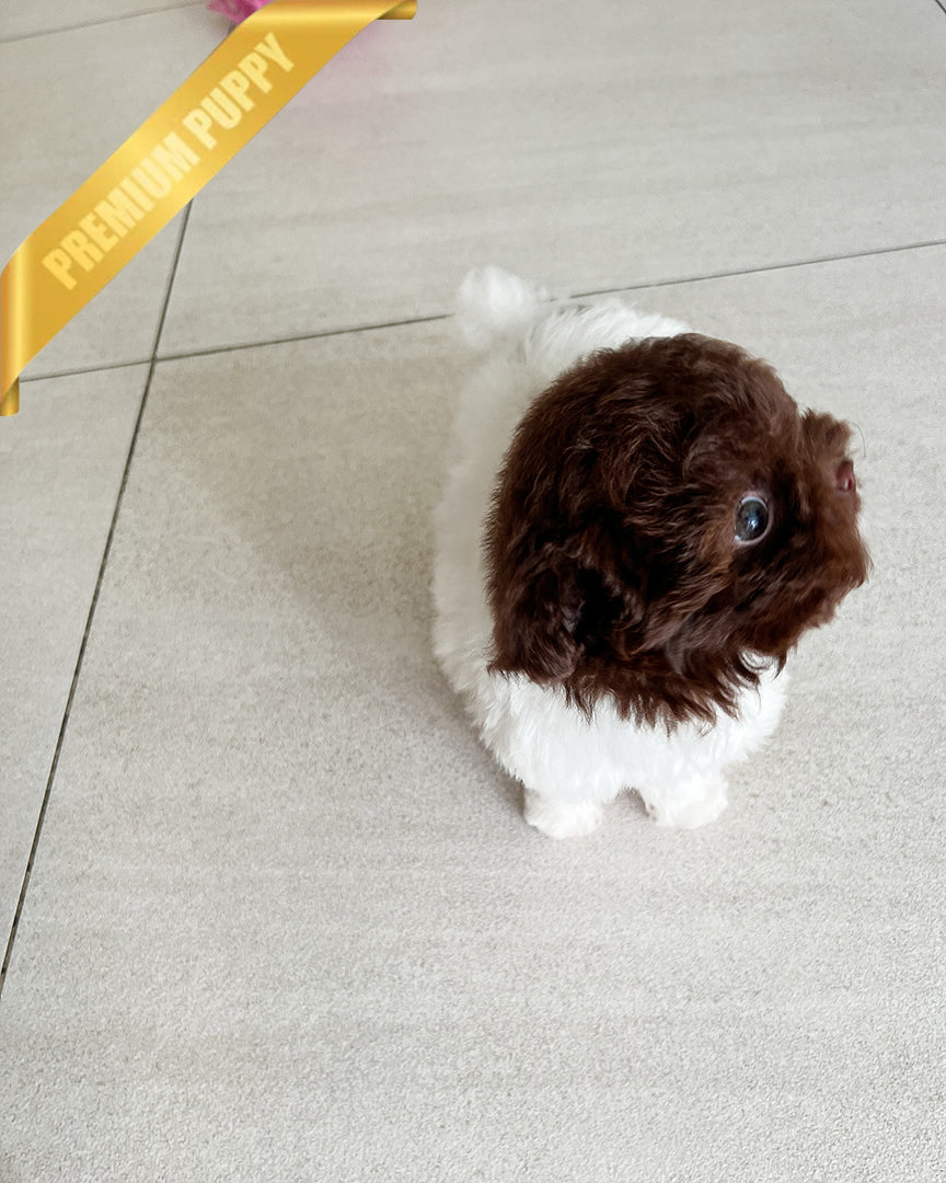 NUTELLA - MALE - ROLLY TEACUP PUPPIES - TEACUP PUPPY FOR SALE