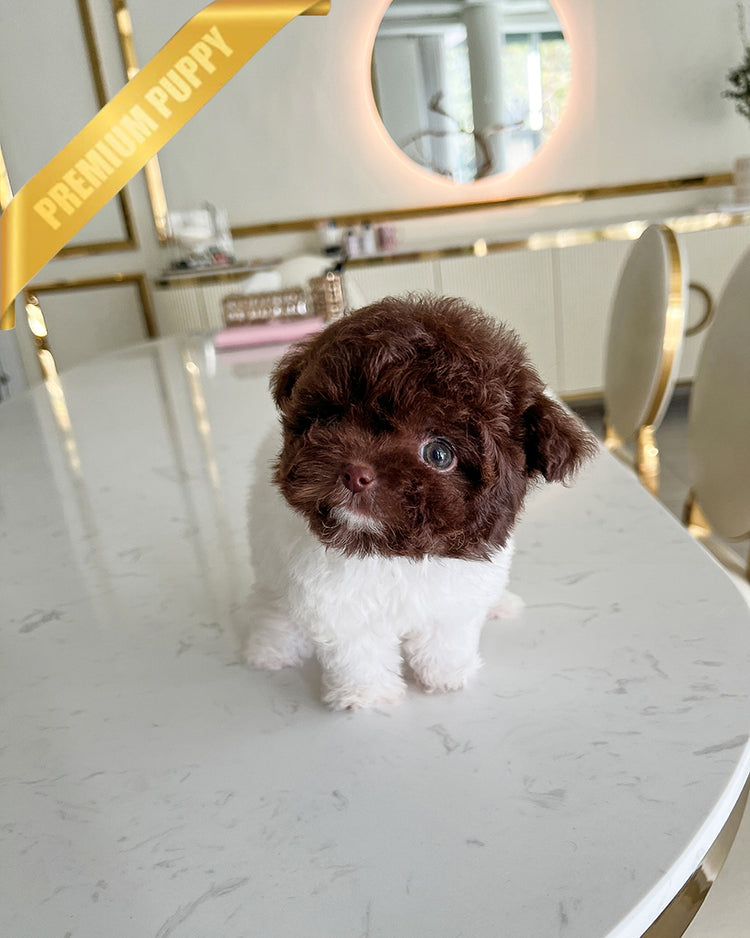 NUTELLA - MALE - ROLLY TEACUP PUPPIES - TEACUP PUPPY FOR SALE
