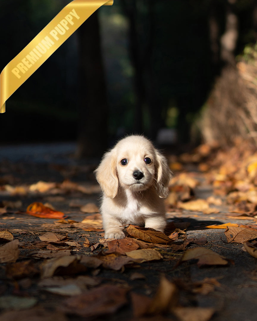 BUTTER - FEMALE - ROLLY TEACUP PUPPIES - TEACUP PUPPY FOR SALE