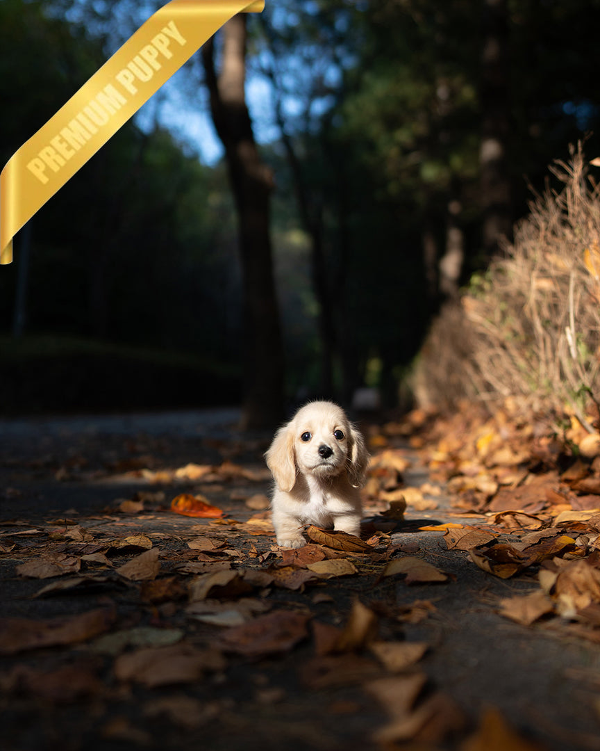 BUTTER - FEMALE - ROLLY TEACUP PUPPIES - TEACUP PUPPY FOR SALE
