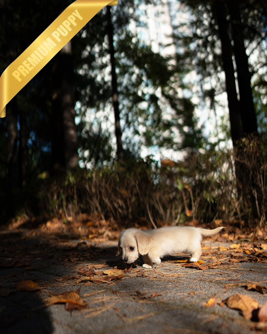 BUTTER - FEMALE - ROLLY TEACUP PUPPIES - TEACUP PUPPY FOR SALE