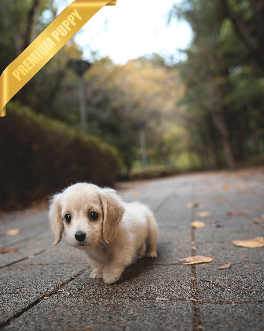 BUTTER - FEMALE - ROLLY TEACUP PUPPIES - TEACUP PUPPY FOR SALE